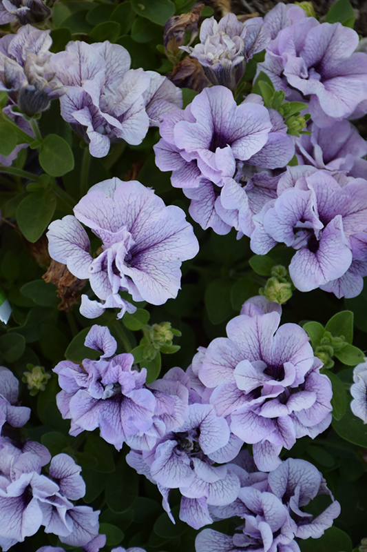 Double Wave Blue Vein Petunia (Petunia 'Double Wave Blue Vein') at Stauffers Of Kissel Hill
