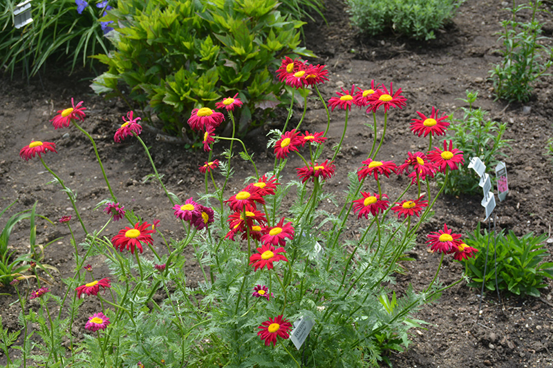 Robinson's Red Painted Daisy (Tanacetum coccineum 'Robinson's Red') at Stauffers Of Kissel Hill