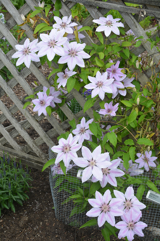 Nelly Moser Clematis (Clematis 'Nelly Moser') at Stauffers Of Kissel Hill