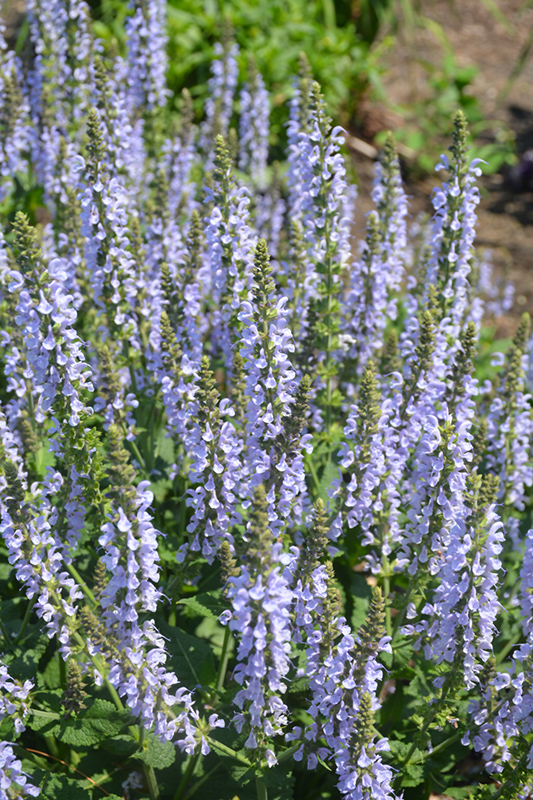Color Spires Crystal Blue Sage (Salvia nemorosa 'Crystal Blue') at Stauffers Of Kissel Hill
