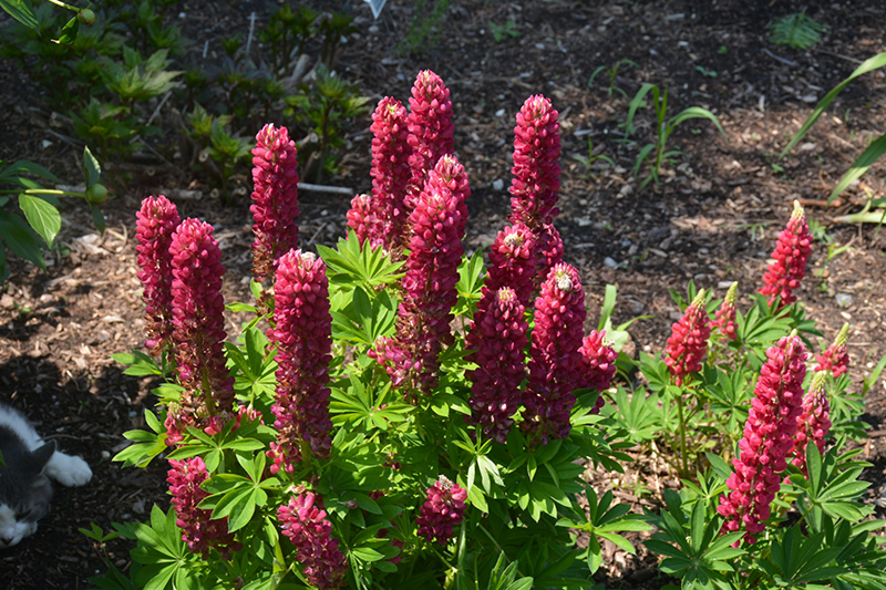 Mini Gallery Red Lupine (Lupinus 'Mini Gallery Red') at Stauffers Of Kissel Hill