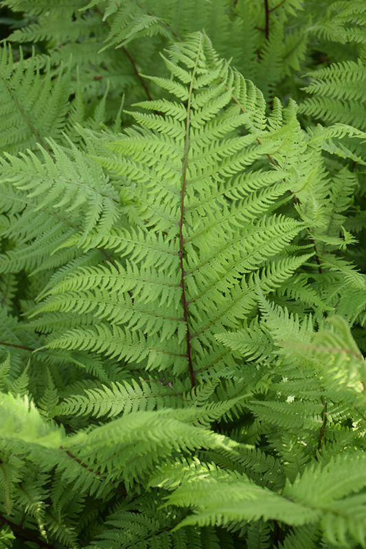 Lady in Red Fern (Athyrium filix-femina 'Lady in Red') at Stauffers Of Kissel Hill