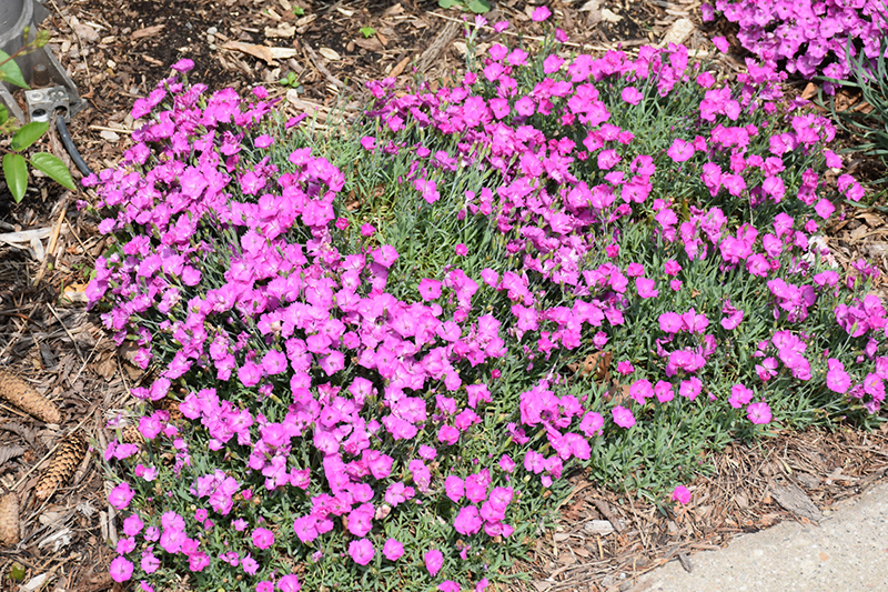 Paint The Town Fuchsia Pinks (Dianthus 'Paint The Town Fuchsia') at Stauffers Of Kissel Hill