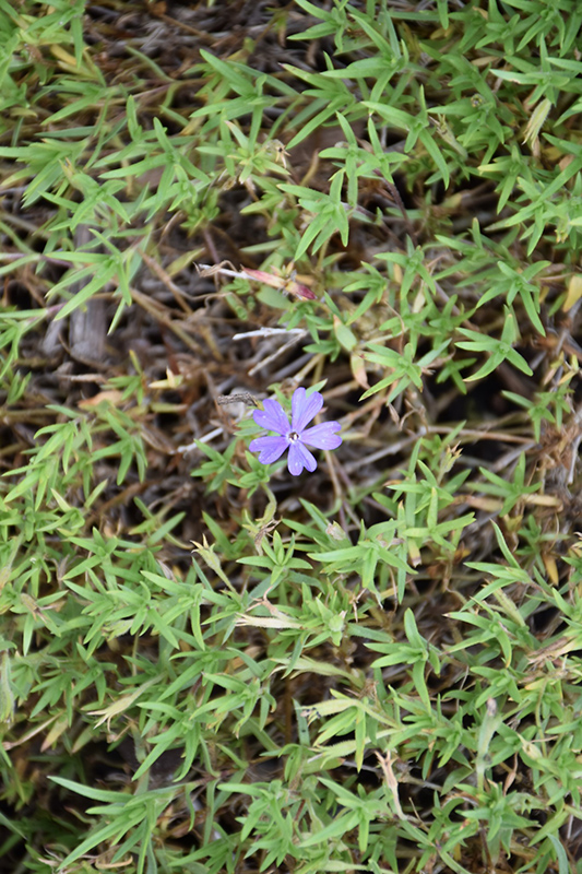 Violet Pinwheels Phlox (Phlox 'Violet Pinwheels') at Stauffers Of Kissel Hill