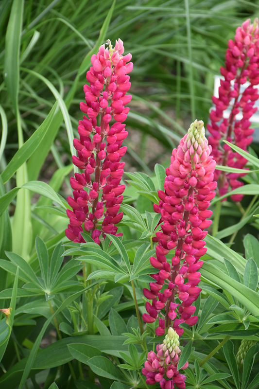 Popsicle Red Lupine (Lupinus 'Popsicle Red') at Stauffers Of Kissel Hill