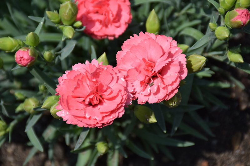 Fruit Punch Classic Coral Pinks (Dianthus 'Classic Coral') at Stauffers Of Kissel Hill