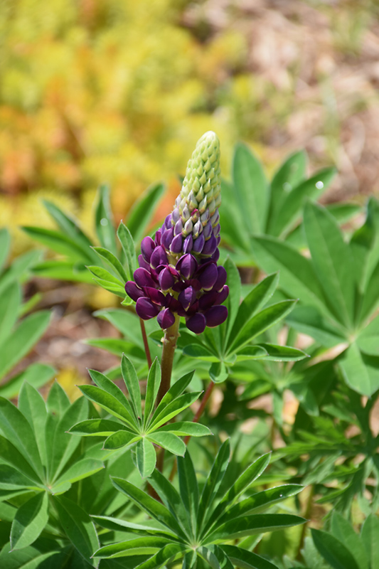 Popsicle Blue Lupine (Lupinus 'Popsicle Blue') at Stauffers Of Kissel Hill