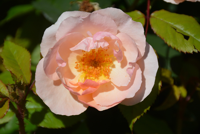 Peachy Knock Out Rose (Rosa 'Radgor') at Stauffers Of Kissel Hill