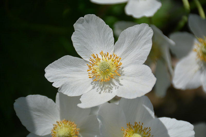 Windflower (Anemone sylvestris) at Stauffers Of Kissel Hill