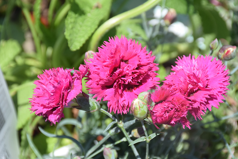 Fruit Punch Spiked Punch Pinks (Dianthus 'Spiked Punch') at Stauffers Of Kissel Hill