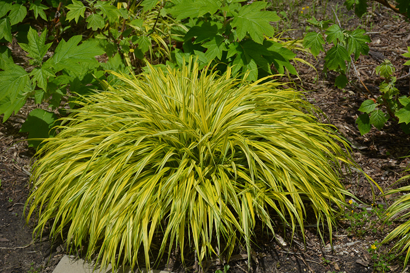 Golden Variegated Hakone Grass (Hakonechloa macra 'Aureola') at Stauffers Of Kissel Hill