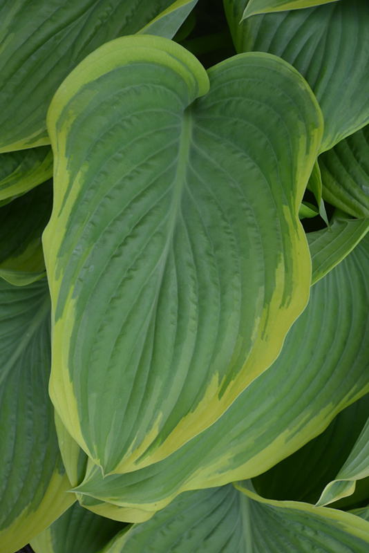 Victory Hosta (Hosta 'Victory') at Stauffers Of Kissel Hill