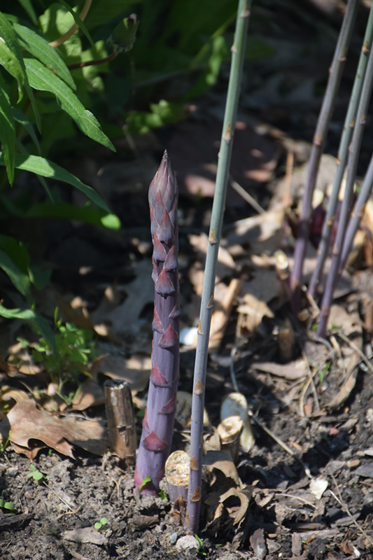 Purple Passion Asparagus (Asparagus 'Purple Passion') at Stauffers Of Kissel Hill