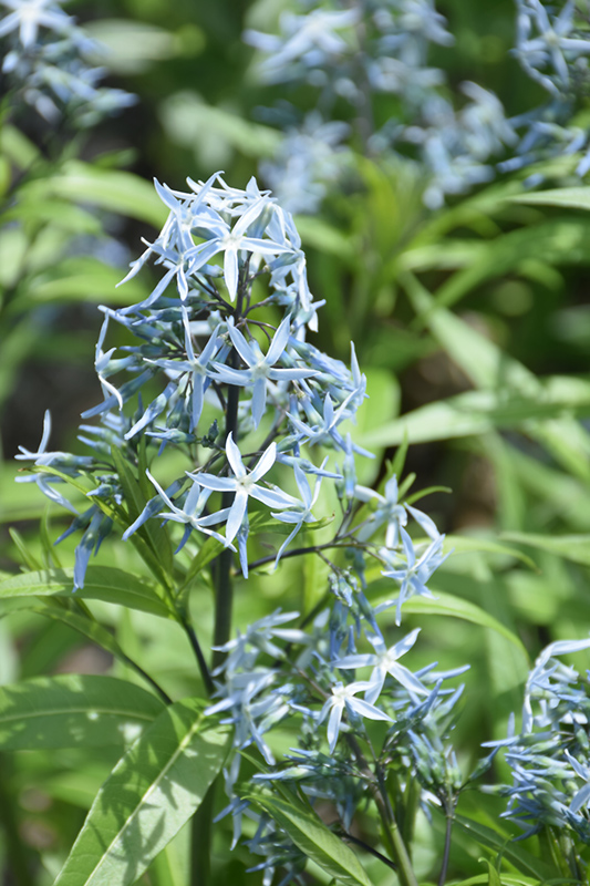 Narrow-Leaf Blue Star (Amsonia hubrichtii) at Stauffers Of Kissel Hill