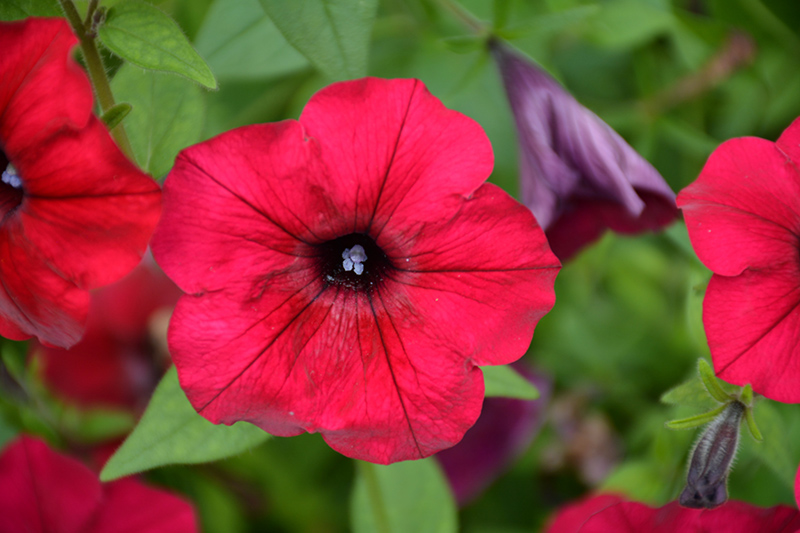 Tidal Wave Red Velour Petunia (Petunia 'Tidal Wave Red Velour') at Stauffers Of Kissel Hill