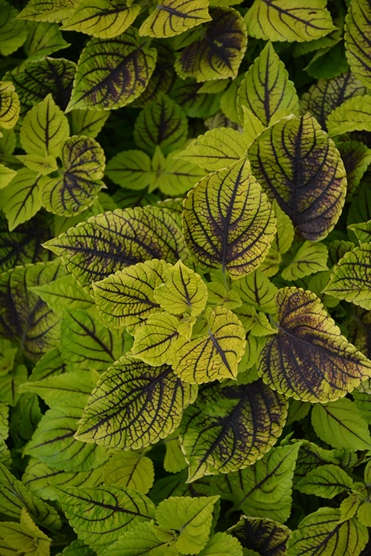 Gays Delight Coleus (Solenostemon scutellarioides 'Gays Delight') at Stauffers Of Kissel Hill
