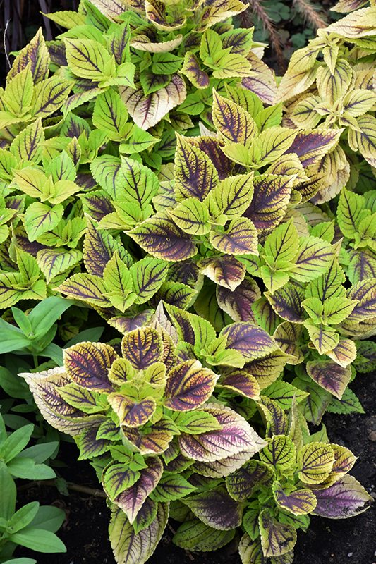 Gays Delight Coleus (Solenostemon scutellarioides 'Gays Delight') at Stauffers Of Kissel Hill