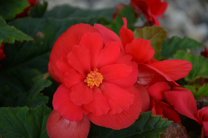 Nonstop Red Begonia (Begonia 'Nonstop Red') at Stauffers Of Kissel Hill