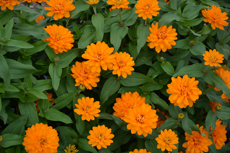 Zahara Double Bright Orange Zinnia (Zinnia 'Zahara Double Bright Orange') at Stauffers Of Kissel Hill