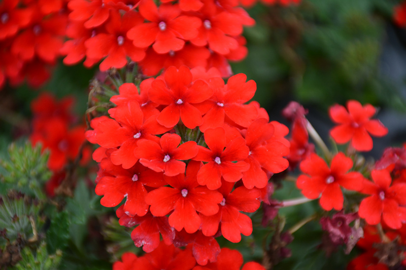 Firehouse Red Verbena (Verbena 'Balendred') at Stauffers Of Kissel Hill