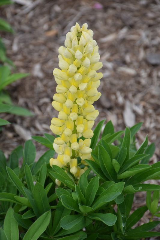 Popsicle Yellow Lupine (Lupinus 'Popsicle Yellow') at Stauffers Of Kissel Hill