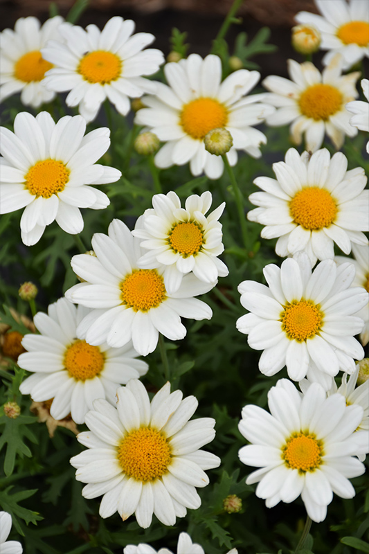 Pure White Butterfly Marguerite Daisy (Argyranthemum frutescens 'G14420') at Stauffers Of Kissel Hill
