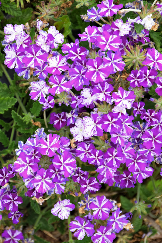 Lanai Purple Star Verbena (Verbena 'Lanai Purple Star') at Stauffers Of Kissel Hill