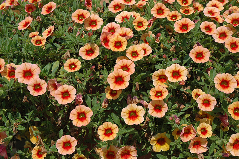 MiniFamous iGeneration Apricot Red Eye Calibrachoa (Calibrachoa 'MiniFamous iGeneration Apricot Red Eye') at Stauffers Of Kissel Hill