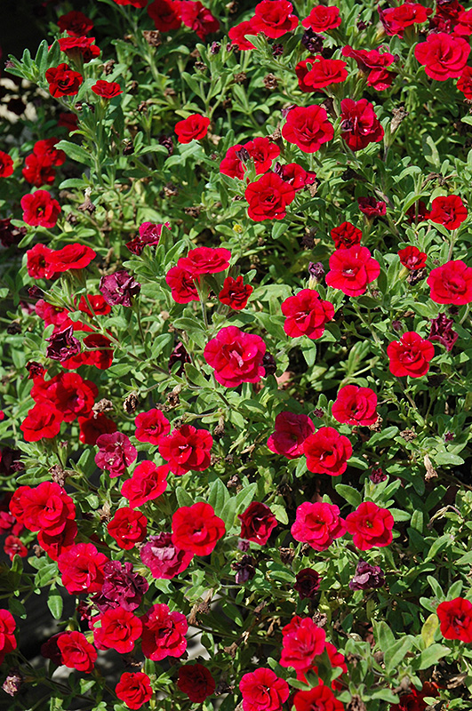 MiniFamous Double Red Calibrachoa (Calibrachoa 'MiniFamous Double Red') at Stauffers Of Kissel Hill