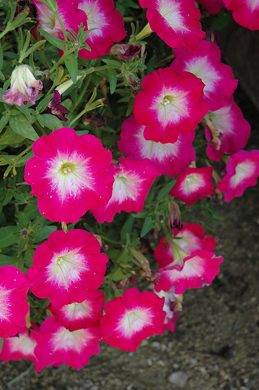 Cascadias Fantasy Hot Pink Petunia (Petunia 'Cascadias Fantasy Hot Pink') at Stauffers Of Kissel Hill