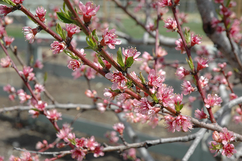 Redhaven Peach (Prunus persica 'Redhaven') at Stauffers Of Kissel Hill
