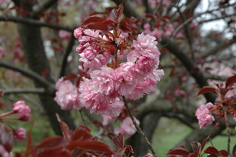 Royal Burgundy Flowering Cherry (Prunus serrulata 'Royal Burgundy') at Stauffers Of Kissel Hill