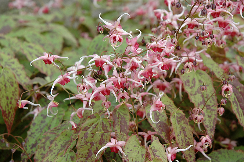 Pink Champagne Fairy Wings (Epimedium 'Pink Champagne') at Stauffers Of Kissel Hill
