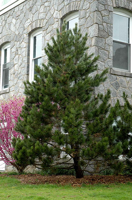 Bosnian Pine (Pinus heldreichii) at Stauffers Of Kissel Hill
