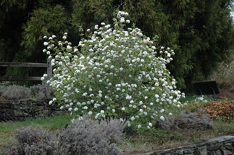 Koreanspice Viburnum (Viburnum carlesii) at Stauffers Of Kissel Hill