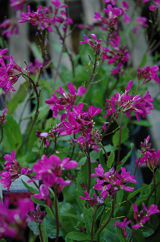 Rose Rock Cress (Arabis blepharophylla) in Lancaster York