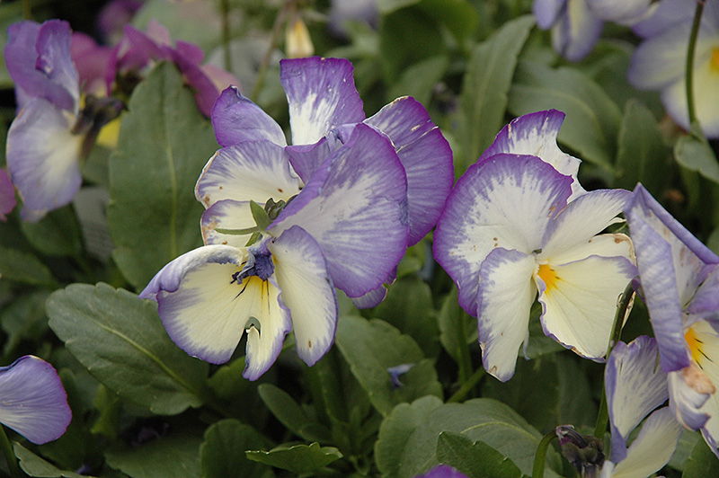 Blue Moon Pansy (Viola 'Blue Moon') at Stauffers Of Kissel Hill