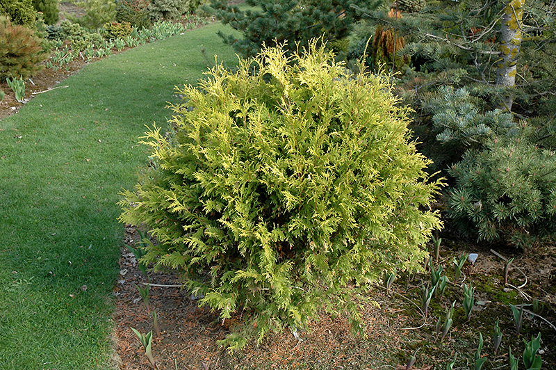 Golden Globe Arborvitae (Thuja occidentalis 'Golden Globe') at Stauffers Of Kissel Hill