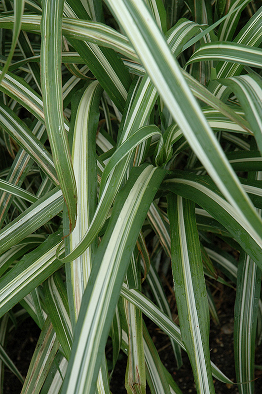 Cabaret Maiden Grass (Miscanthus sinensis 'Cabaret') at Stauffers Of Kissel Hill