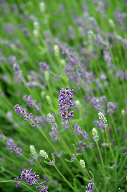 Essence Purple Lavender (Lavandula angustifolia 'Essence Purple') at Stauffers Of Kissel Hill