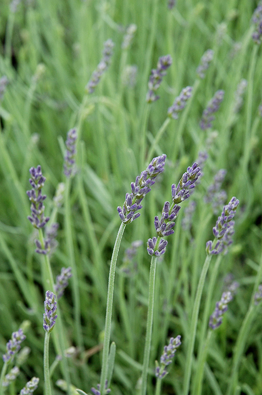 Silver Mist Lavender (Lavandula angustifolia 'Silver Mist') at Stauffers Of Kissel Hill