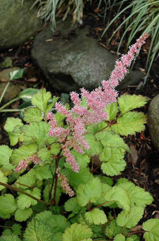Amber Moon Chinese Astilbe (Astilbe chinensis 'Amber Moon') at Stauffers Of Kissel Hill