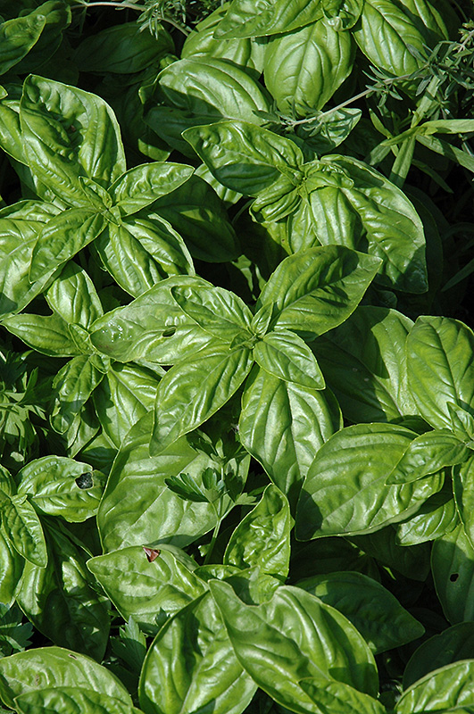 Genovese Compact Basil (Ocimum basilicum 'Genovese Compact') at Stauffers Of Kissel Hill
