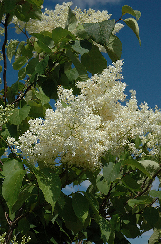 Ivory Silk Tree Lilac (tree form) (Syringa reticulata 'Ivory Silk (tree form)') at Stauffers Of Kissel Hill