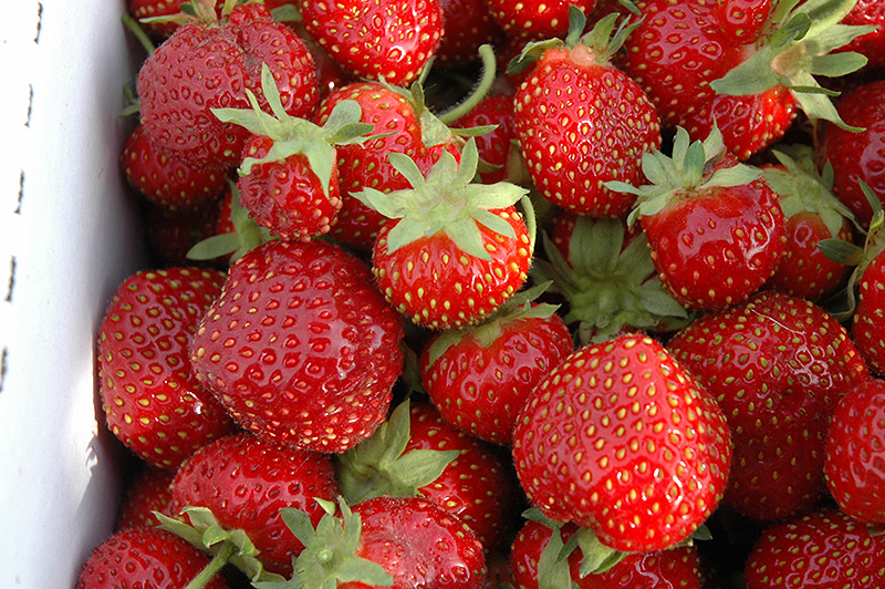 Seascape Strawberry (Fragaria 'Seascape') at Stauffers Of Kissel Hill
