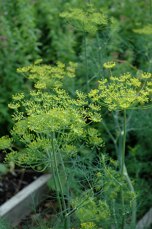 Dill (Anethum graveolens) at Stauffers Of Kissel Hill