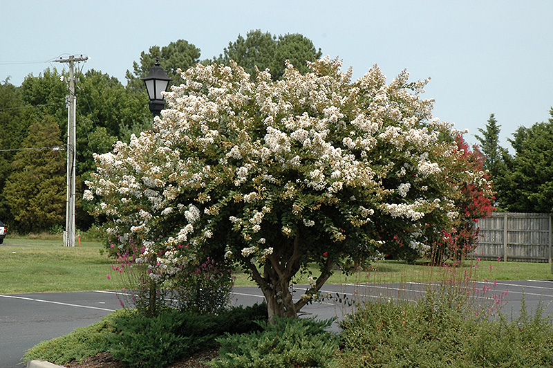 Acoma Crapemyrtle (Lagerstroemia 'Acoma') at Stauffers Of Kissel Hill
