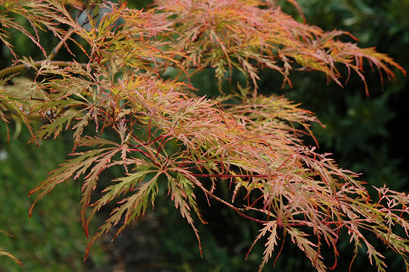 Baldsmith Japanese Maple (Acer palmatum 'Baldsmith') at Stauffers Of Kissel Hill