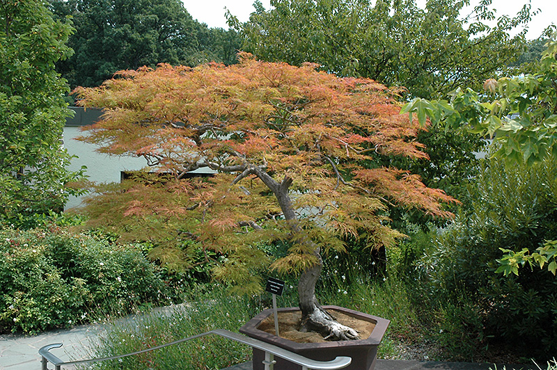 Baldsmith Japanese Maple (Acer palmatum 'Baldsmith') at Stauffers Of Kissel Hill