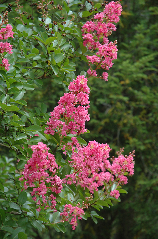 Hopi Crapemyrtle (Lagerstroemia 'Hopi') at Stauffers Of Kissel Hill
